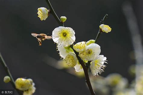 催桃花運|【風水催桃花法】桃花運差怎麼辦 